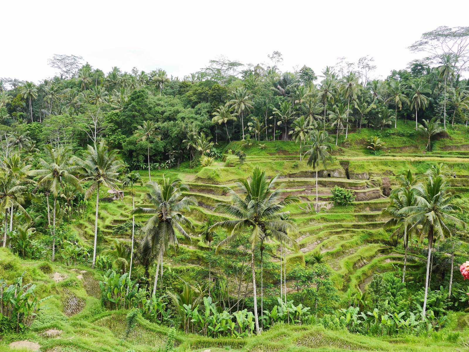 Tour Ubud's Pretty Tegallalang Rice Terraces | Bali