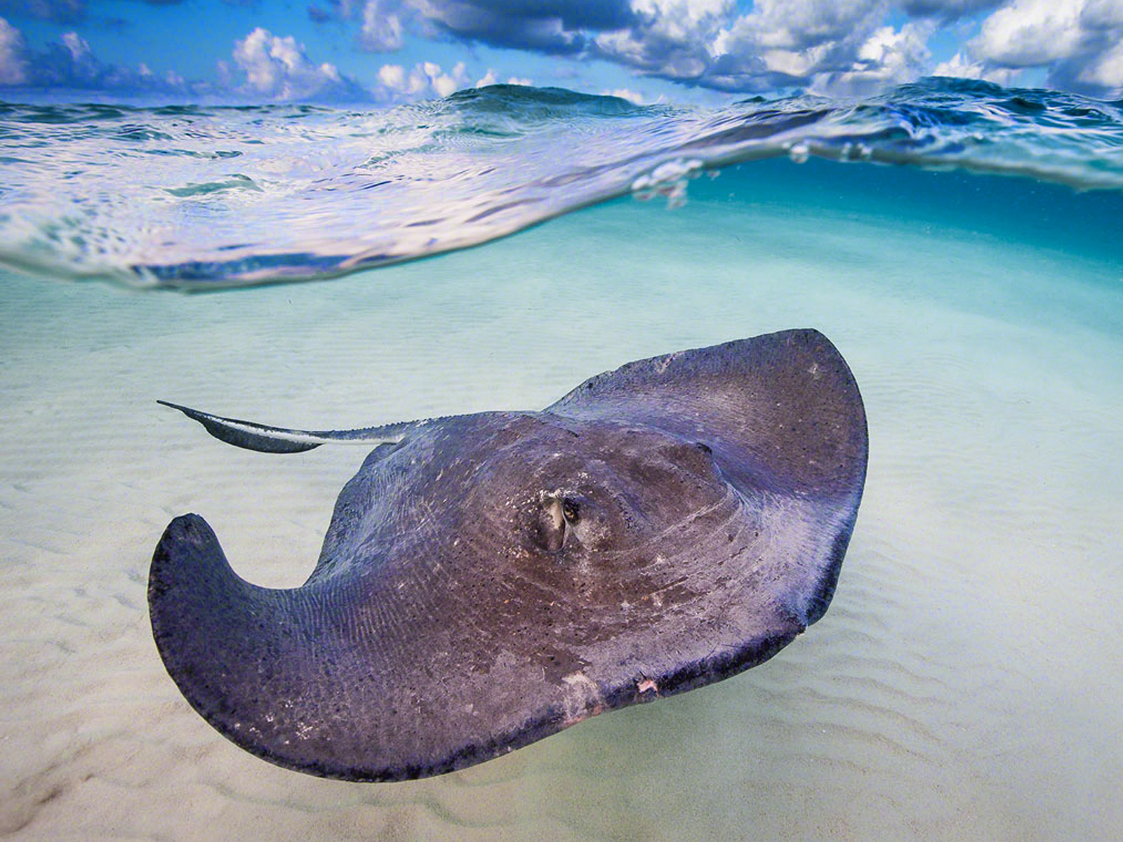 Up Close and Personal With The Sting Rays | Things To Do in The Cayman ...